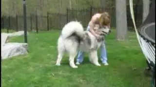 Torianna - fun at the gym and then at home with my 8 month old malamute Loki