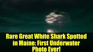 Rare Great White Shark Spotted in Maine: First Underwater Photo Ever!