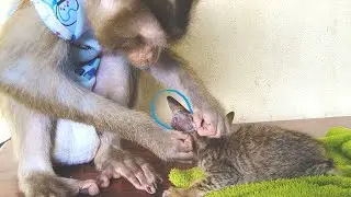 Dr. Lyly Found Massive Wound Deed Cell Ear Poor Baby Kitty Grooming Very Relaxing