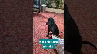 innocent dog face
