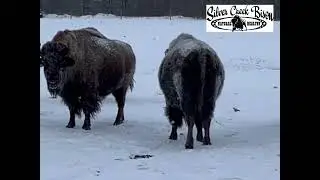 SILVER CREEK BRED HEIFERS