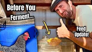 Прежде чем снова ферментировать куриный корм… Посмотрите это видео!