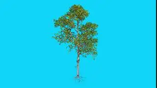 Tree windy blue screen Animation #2