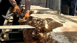 Poplar burl wood