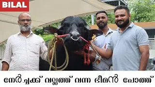 ബിലാൽ പഴയ ബിലാൽ തന്നെ | BILAL BUFFAOL@VALLAM | കേരളത്തിൽ വളർന്ന ഭീമൻ പോത്ത്