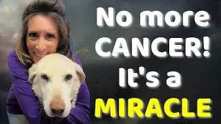 My Dog had Cancer - It's a MIRACLE!