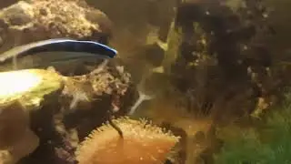 Doktorek,Labroides dimidiatus dostepny na www.nicefish.pl
