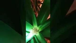 Ананас  🍍 30.10.21 вот такой был.