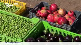 L'agriculture bio en Tunisie