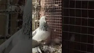 Kabutar Status 😍 High Flyer Pigeons 🕊️ #status #shorts