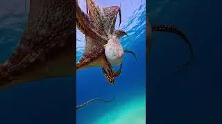Tan INTELIGENTE que parece de otro PLANETA | PLANUR - Back to The roots #planur #animals #shortvideo