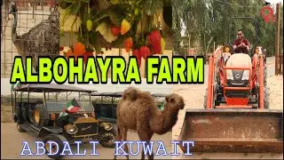 ALBOHAYRA FARM KUWAIT|ABDALI FARM|KUWAIT FARM