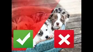 4 Scary Things Living in Your Dog's Bed