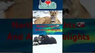 &ldquo;Inuit Nunaa&rdquo; Land of the people & it&rsquo;s animals 🦌#northenlights #aluu  #facts #greenland #shortsfeed