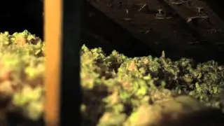 DIY Energy Audit: Insulation Inspection