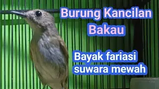 Burung Kancilan Bakau Full Gacoor 💯%
