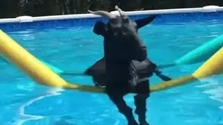 Floating goat | Cabra flotante 😂😂
