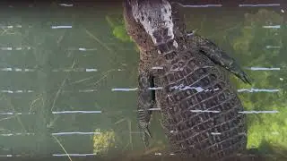Alligator Swimming