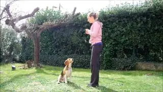 Beagle tricks - smart beagle doing plenty of dog tricks - clicker training
