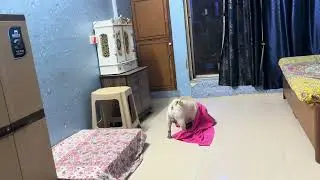 What to do if your dog humps you?#pug #dog #video