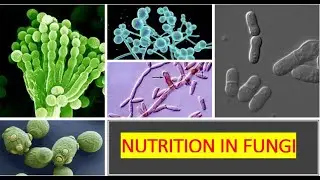 Nutritional Strategies of Fungi: Secrets of Morphological Weapons and Biochemical Warfare