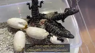 Baby Alligators hatching!