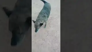 #dog #doglife #dogshorts #dogs #animals #pets #petshub #parati #shortsfeed #shorts #short