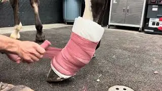 Robert Johnes Bandage