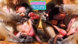 Adorable Wildlife, Old Mommy Monkey Is The Best Care
