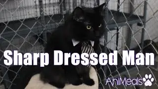 Sharp Dressed Man