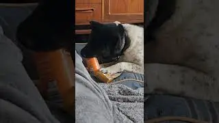 Coco Akita finding her treats #funny #dogfun #funnyvideo #funnypets #dogfun #Akita #fun 