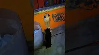 mi pugs acrobatico#viral #fyp
