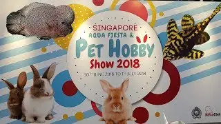 LIOW VIDEO:  Japan Koi and Betta fish  打架鱼与日本锦鲤