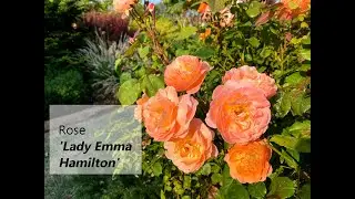 Lady Emma Hamilton - David Austin English Rose - Second Flush 2023
