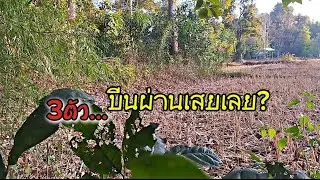 ต่อไก่..ท่าลั้นไกก่อได้ตัวแล้ว..บีนผ่านเสยเลย..🐓🐓#ไก่ต่อลูกผสม #ไก่ตั่งไก่ต่อ #ไก่ต่อสปป ลาว