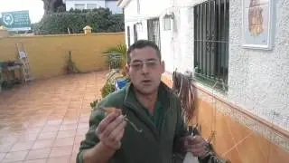 plantar CEBOLLETA tierna EN CASA / El ratillo de Juan Valent&iacute;n