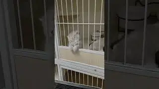 The Little Cat Who Was Upset #cat #cats #cute #funny #diy #shorts #trending #catlover #ai #aiart