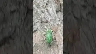 Polydrusus formosusДолгоносики
