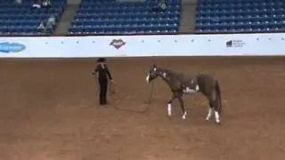 Kasino Kasanova 2012 APHA Open Longeline