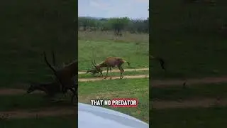 baby blesbok's first steps #nature #newborn #natgeo #zimbabwe #wildlifefilmmaking