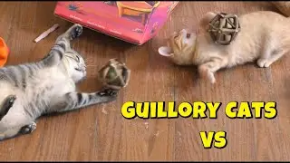 Cats Vs Silvervine Cat Balls From Amazon! 😻