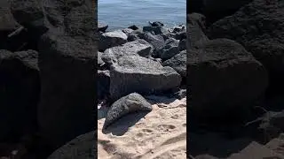 #loveyourself #love #water #views #goodvibes #mindfulness #freshair #shorts #nature #duck #sand