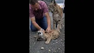 Two Lynces at the side of the road #wholesome #animals