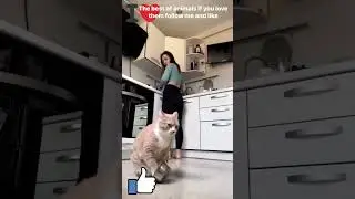 The best of animals if you love them follow me and like #cat #cute #funny #cutecat #viral #animals