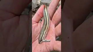 ОБНОВЛЕНИЕ‼️МАЛЫШ ТОМАН ОТПРАВЛЯЕТСЯ НА РЫБАЛКУ‼️ #шорты