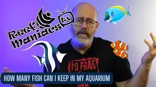 How many fish can I keep in my aquarium