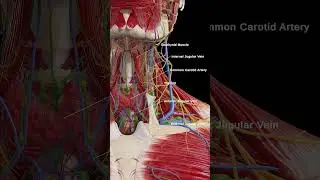 Beneath the Jaw: A Closer Look at the Neck Anatomy #3dmodel #anatomy #meded