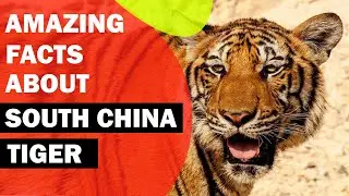 Amazing Facts About the South China Tiger