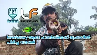 Snakehead fish from luresfactory's handmade frog #malabarsnakeheadfish #froglures #lurefishing
