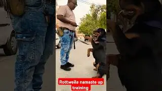 Rottweile namaste up training #session #173 #shorts